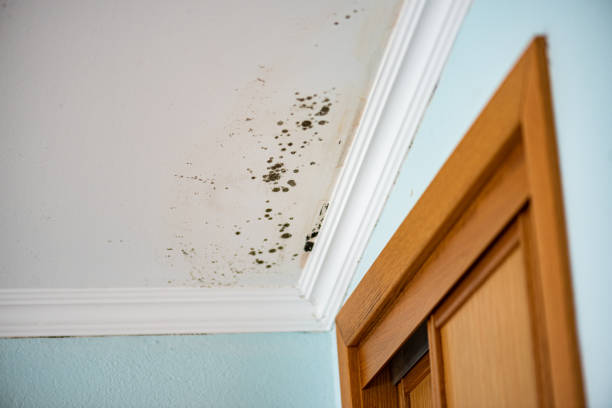 Certified Mold Removal in Monticello, MS